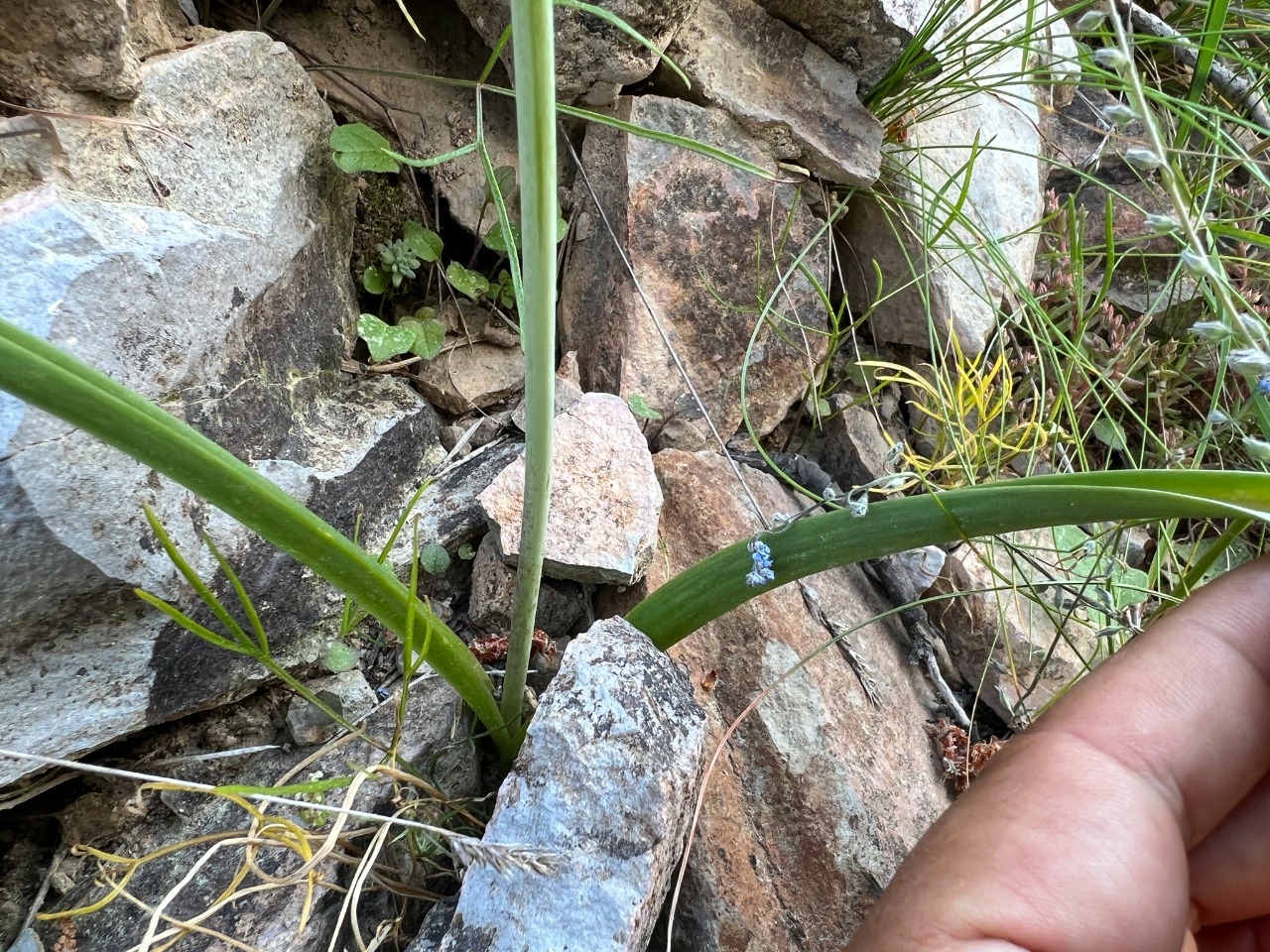 Allium lycaonicum