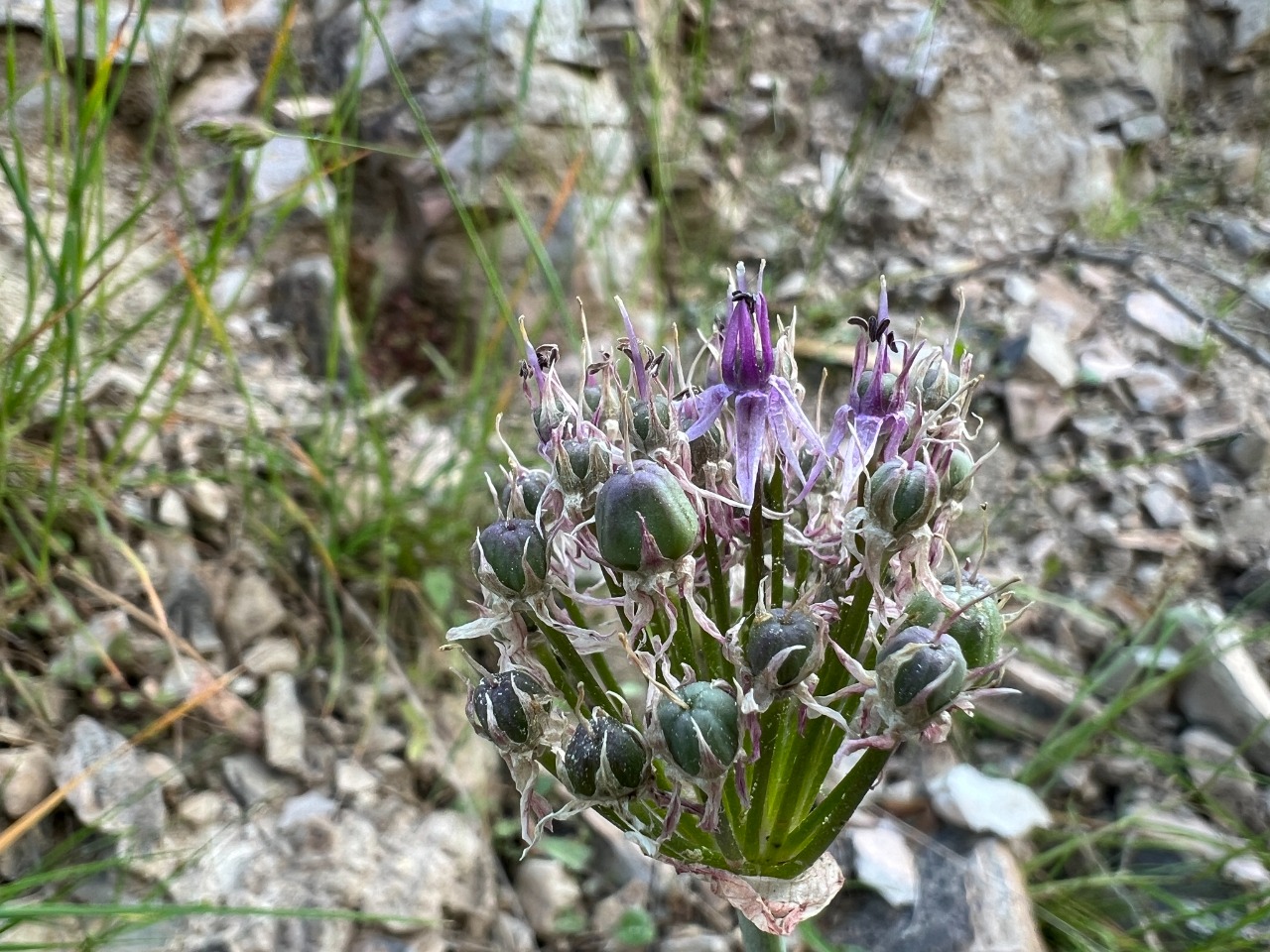 Allium lycaonicum