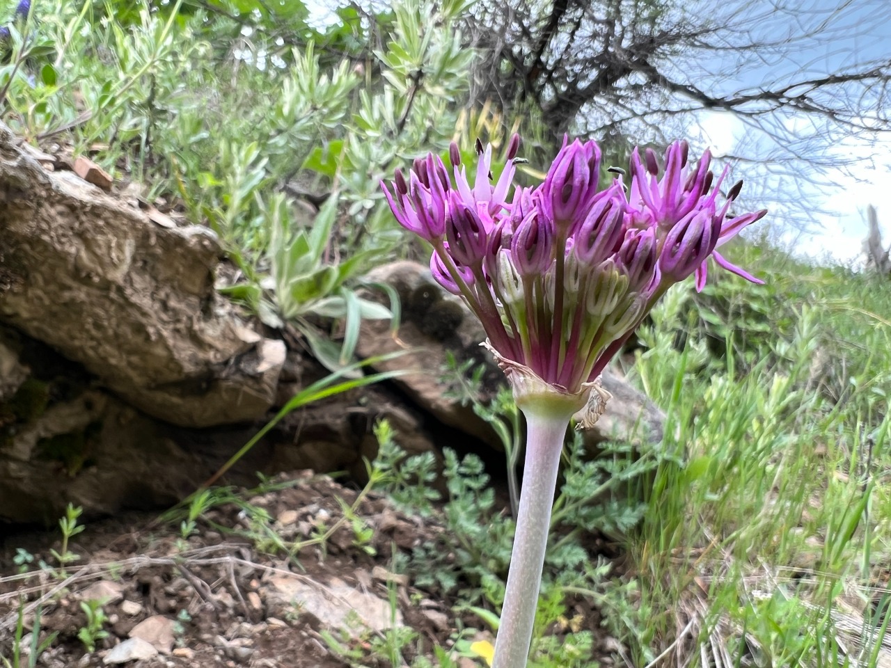 Allium lycaonicum