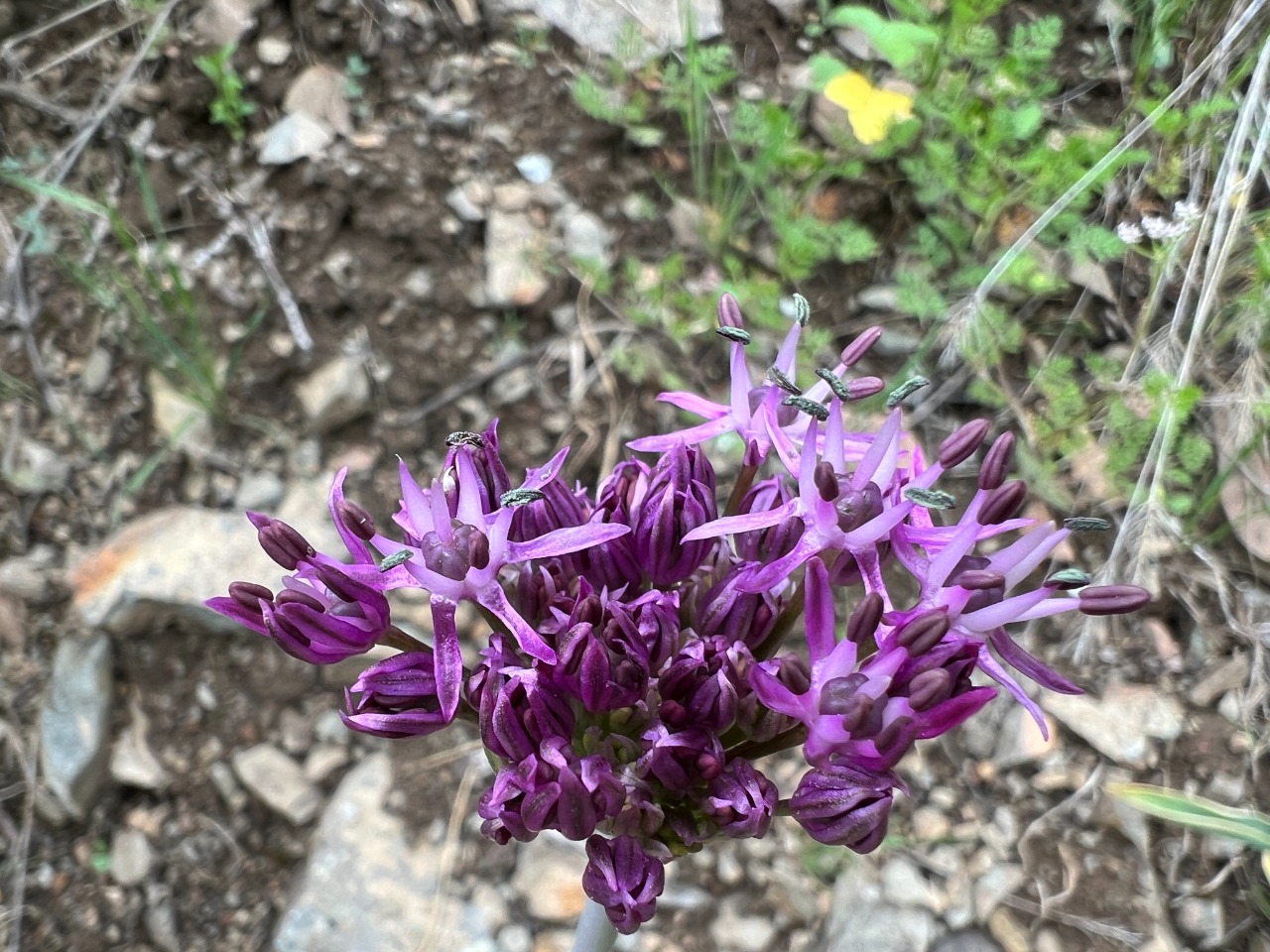 Allium lycaonicum