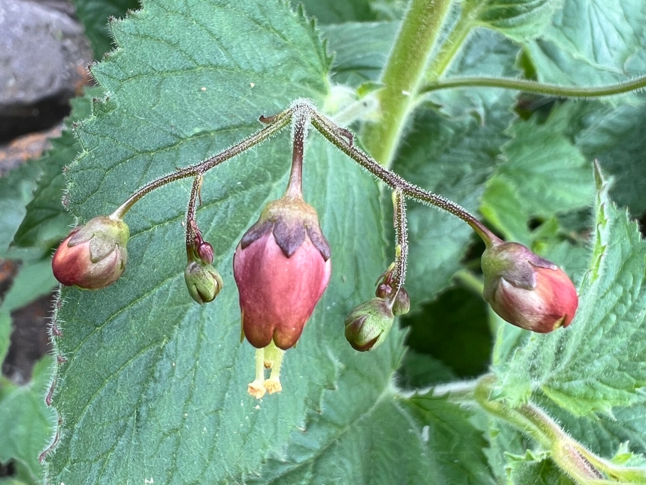 Scrophularia cryptophila