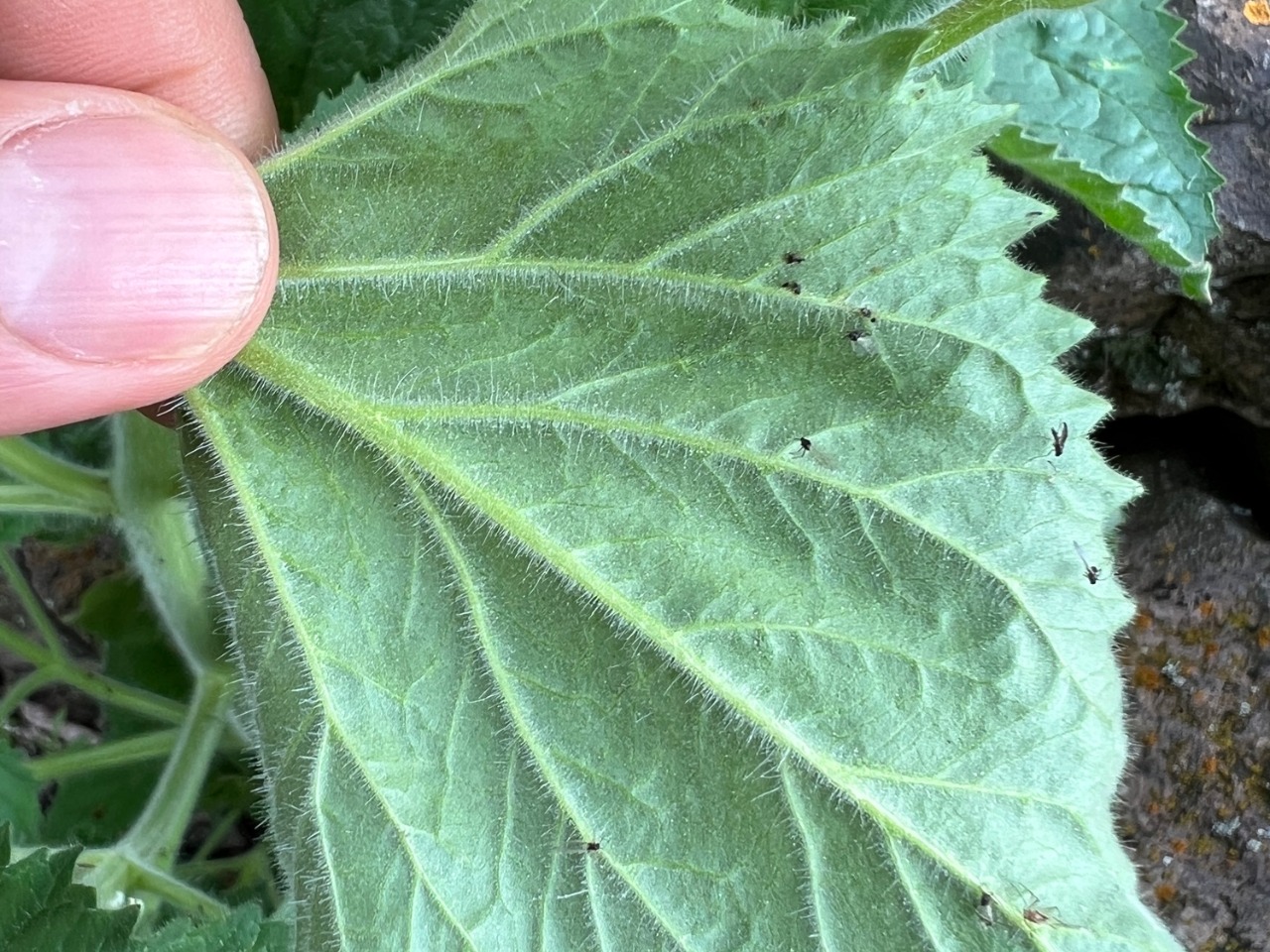 Scrophularia cryptophila