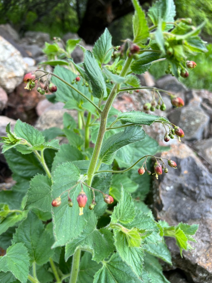 Scrophularia cryptophila