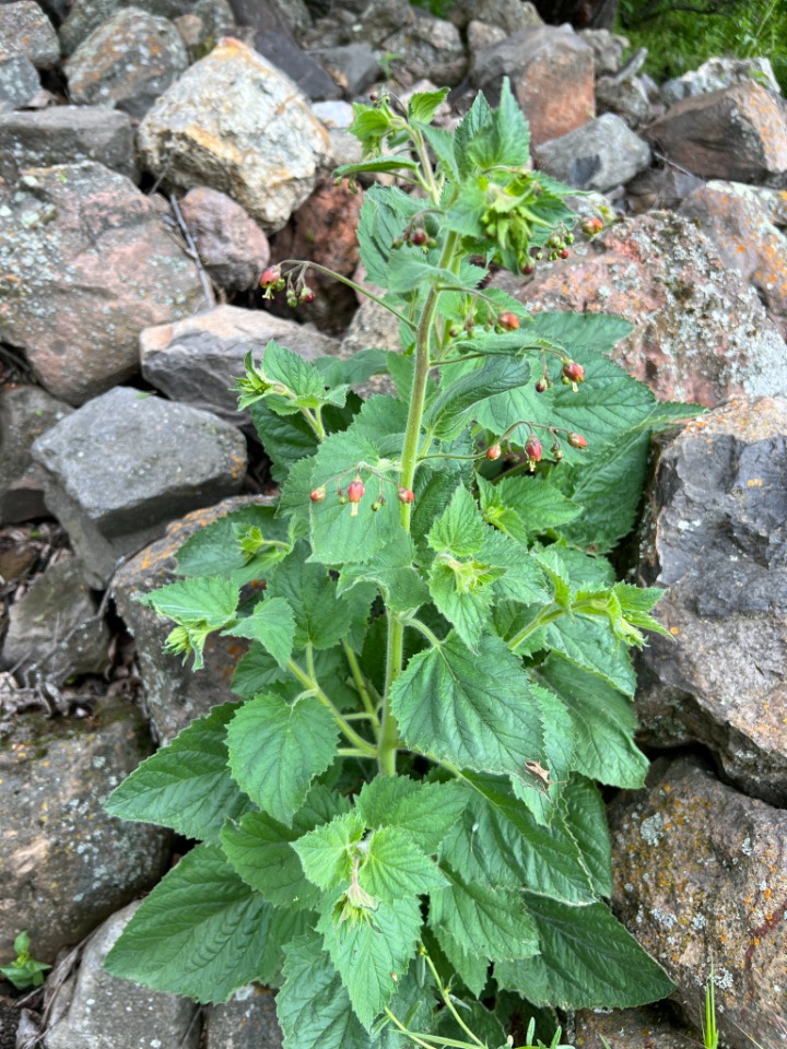 Scrophularia cryptophila