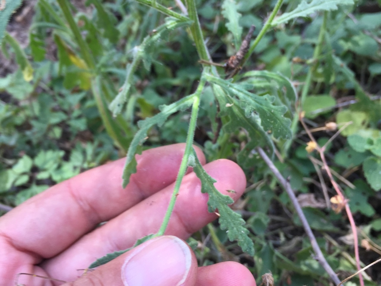 Senecio viscosus