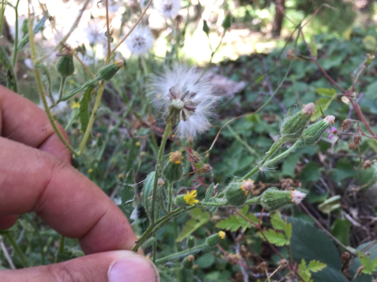 Senecio viscosus