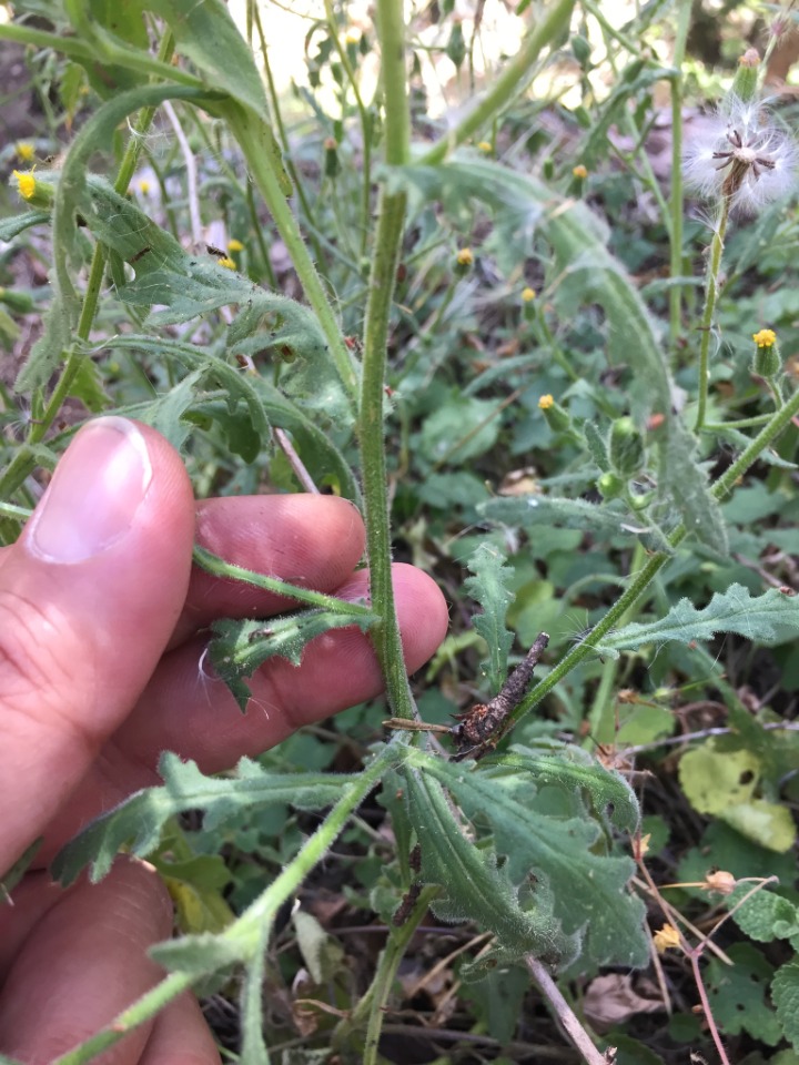 Senecio viscosus