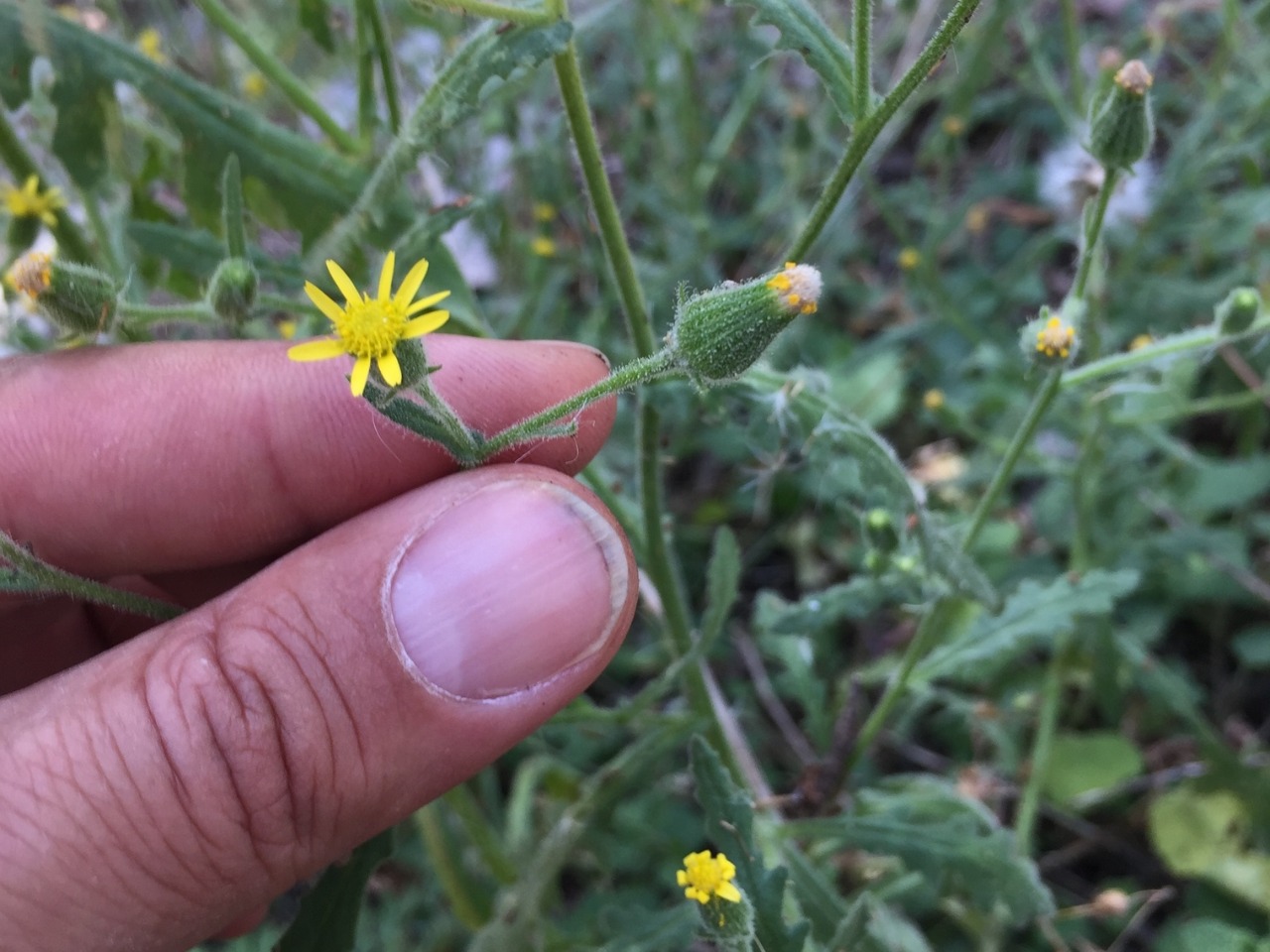 Senecio viscosus