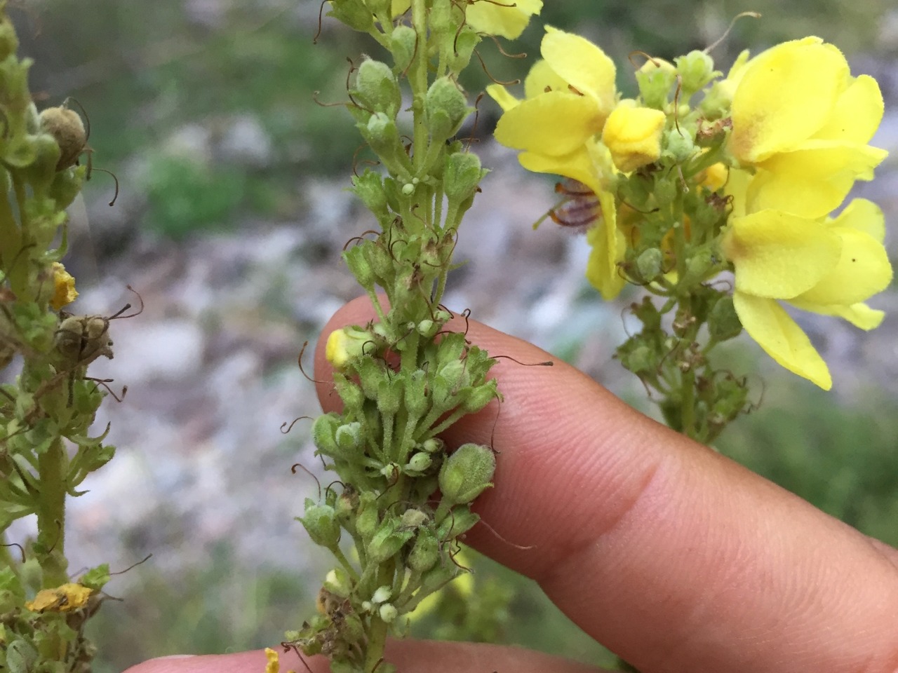 Verbascum bithynicum