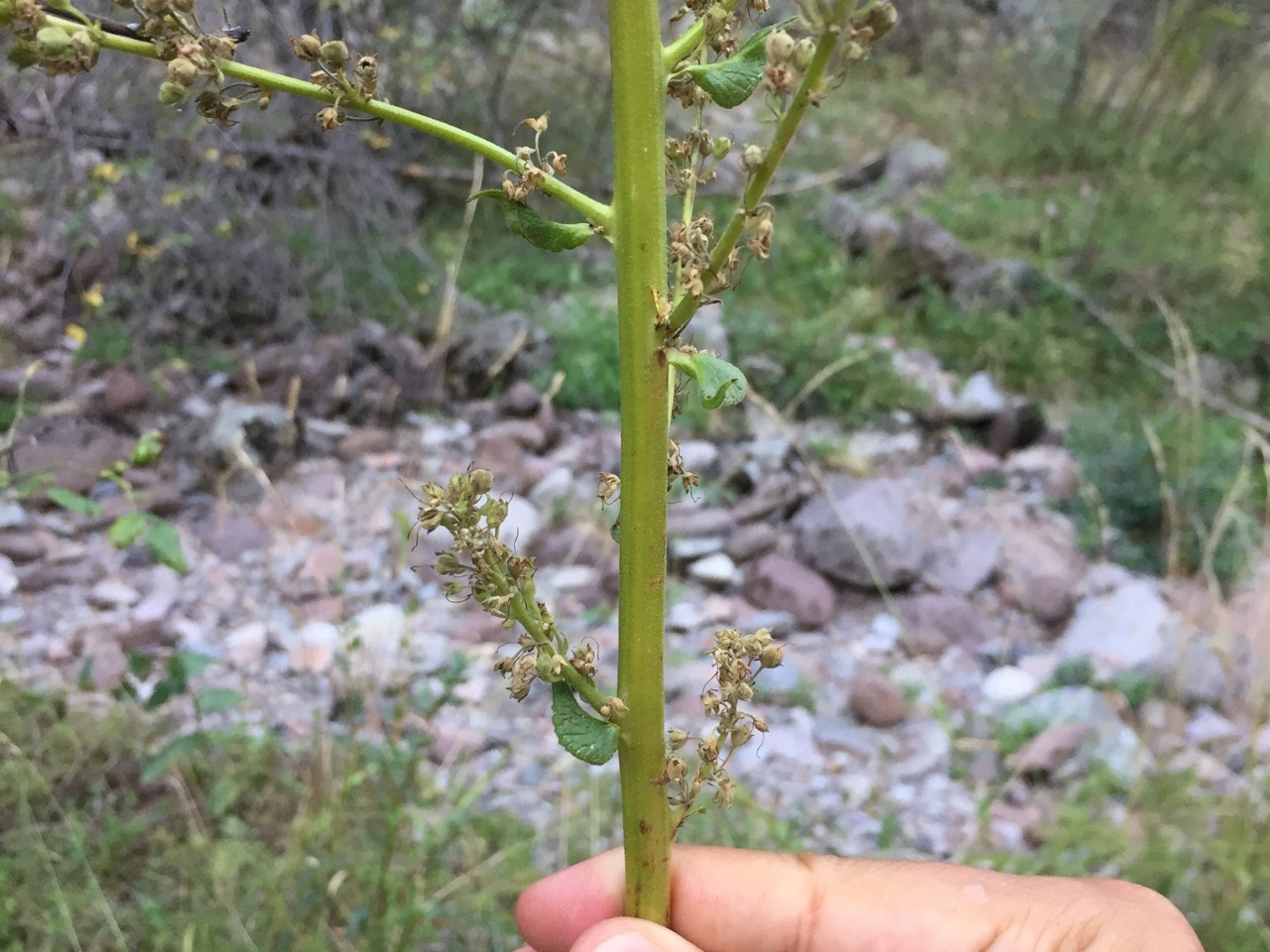 Verbascum bithynicum