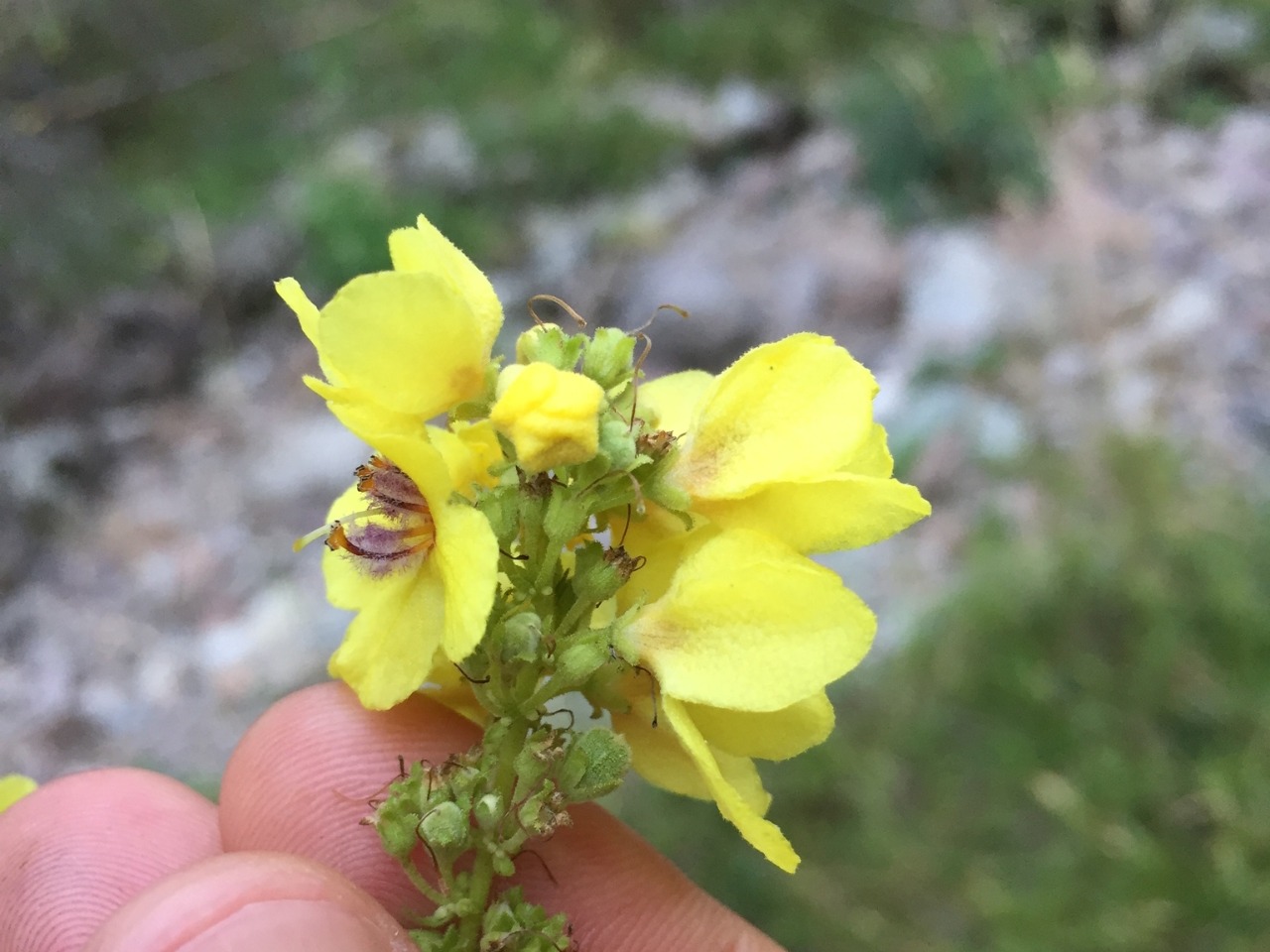 Verbascum bithynicum