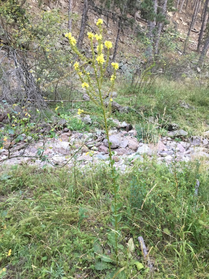 Verbascum bithynicum