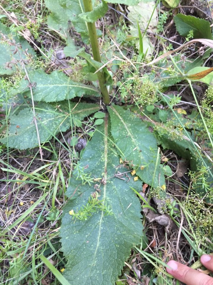 Verbascum bithynicum