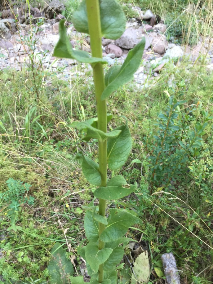 Verbascum bithynicum