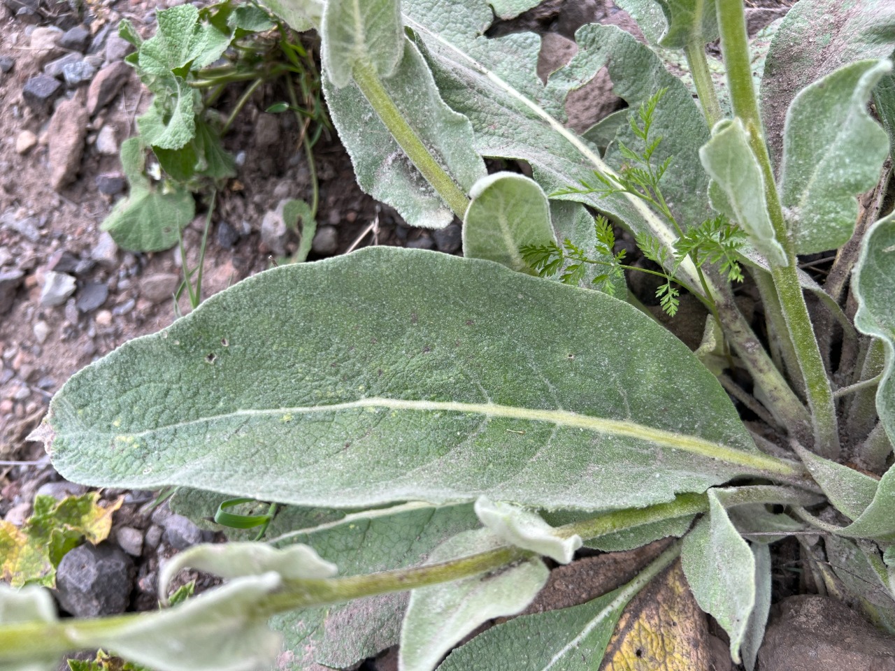 Verbascum gnaphalodes