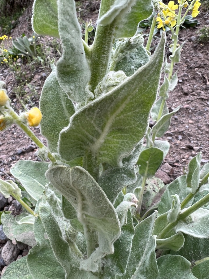 Verbascum gnaphalodes