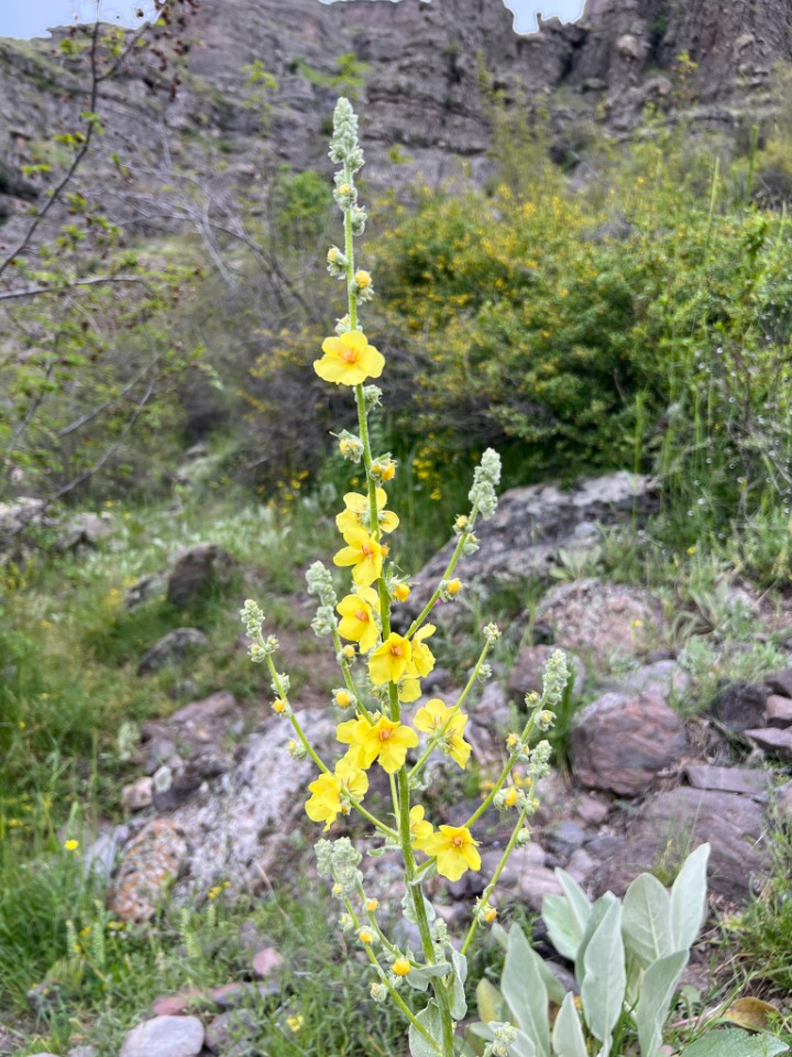 Verbascum gnaphalodes