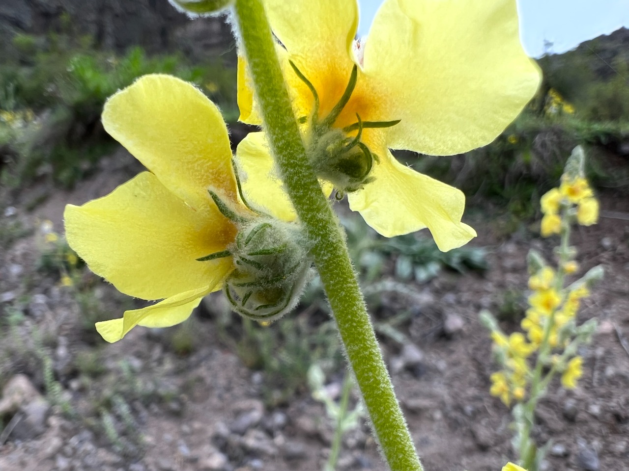 Verbascum gnaphalodes