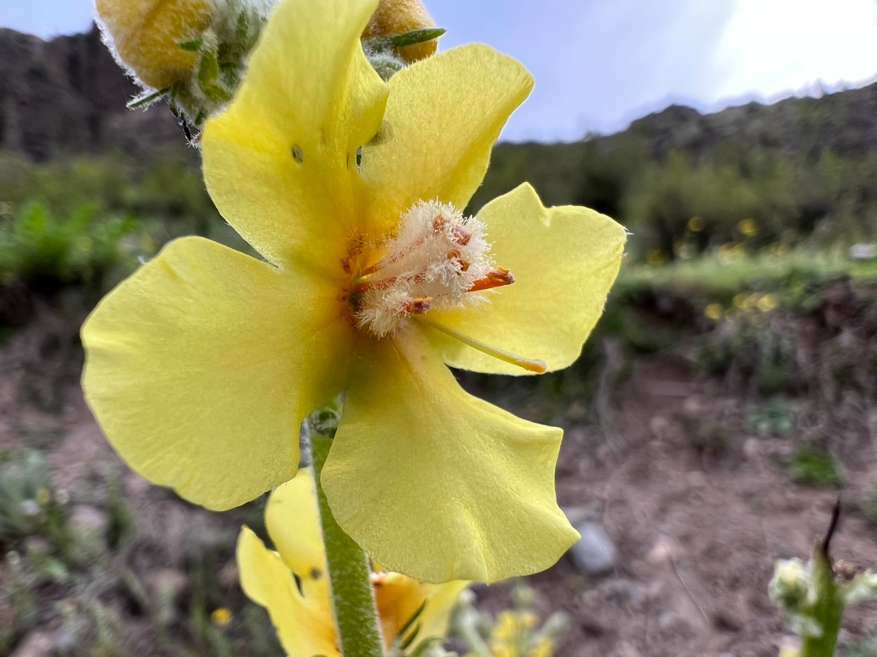 Verbascum gnaphalodes