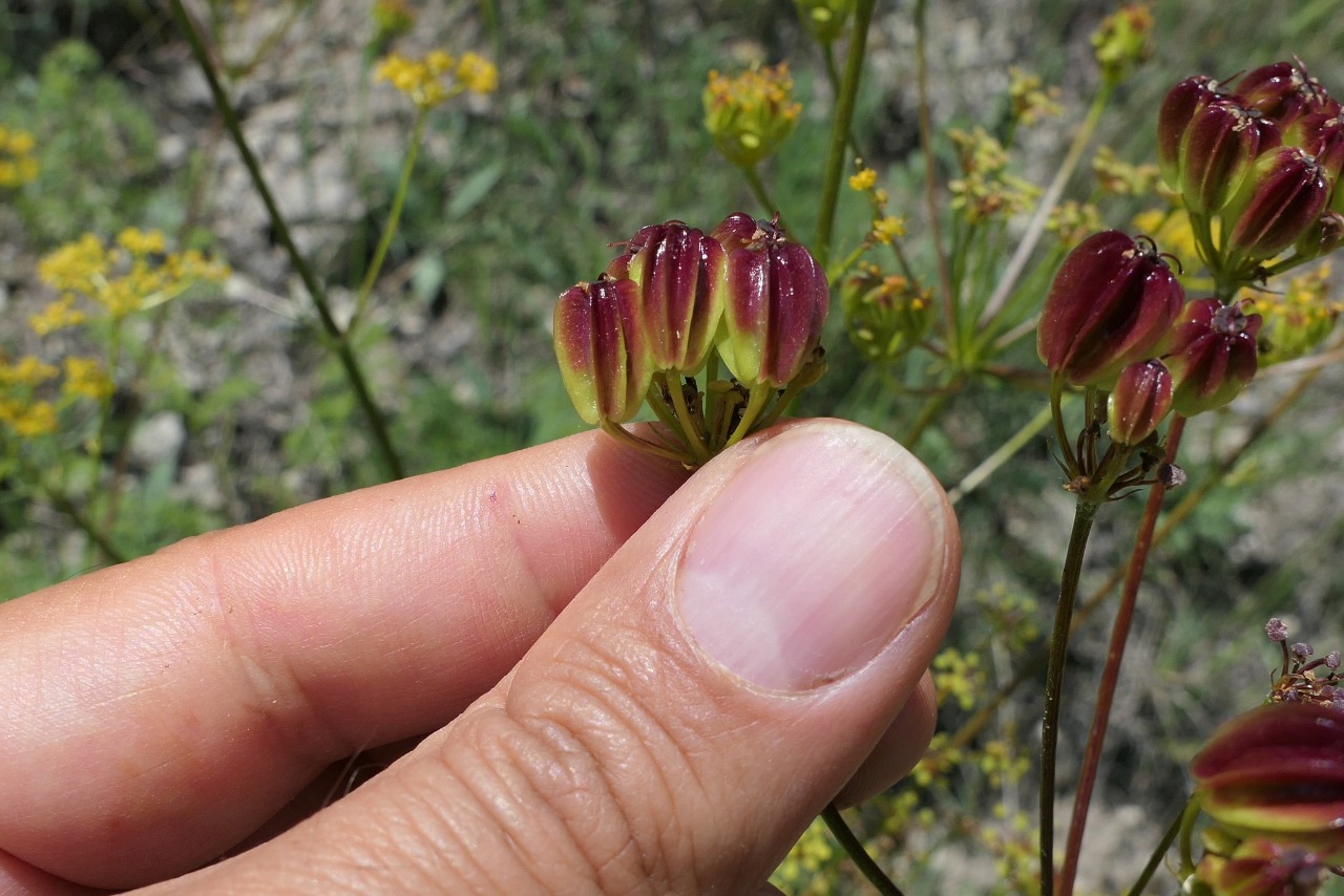 Prangos meliocarpoides