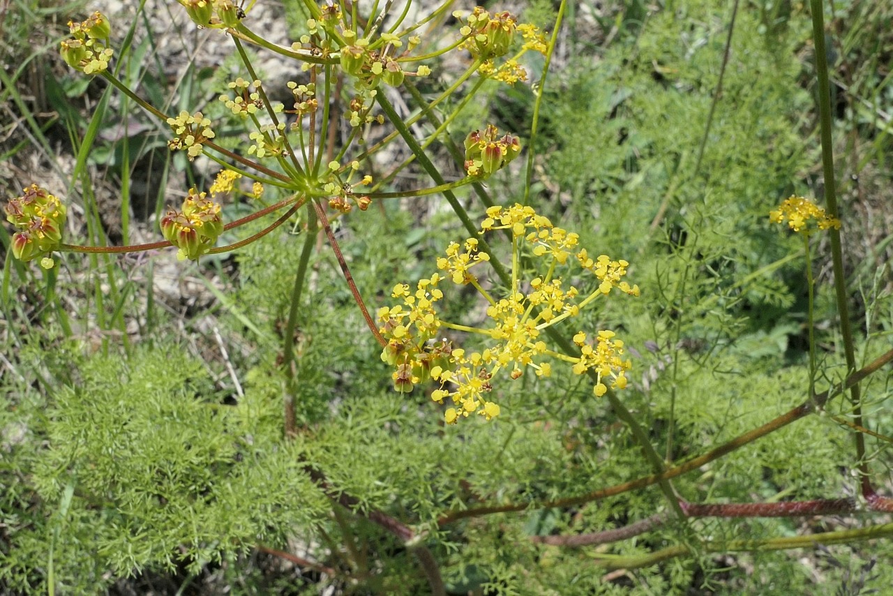 Prangos meliocarpoides