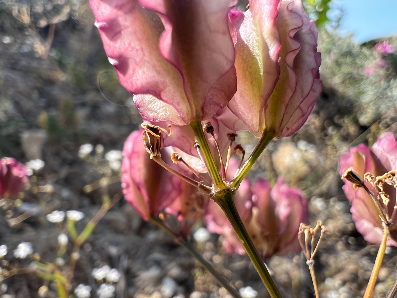 Prangos meliocarpoides