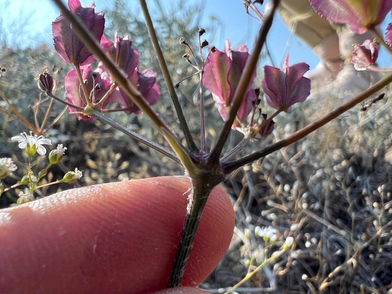 Prangos meliocarpoides