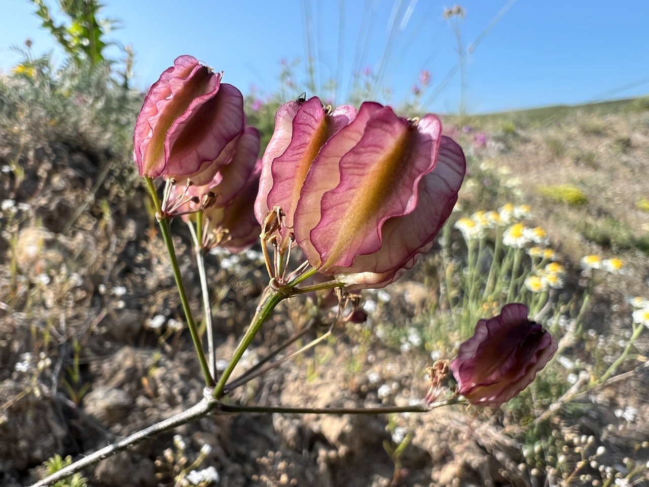 Prangos meliocarpoides