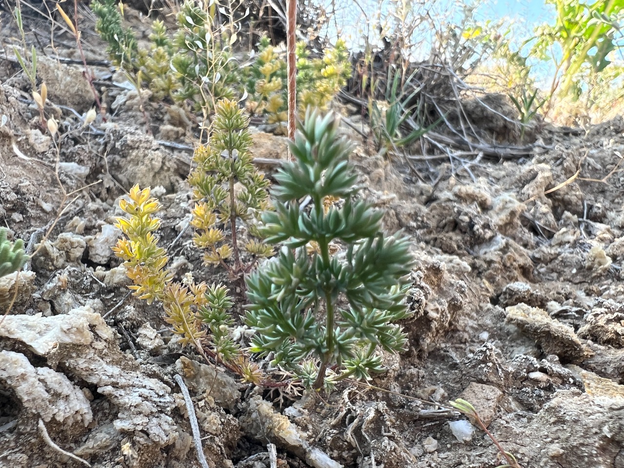 Prangos meliocarpoides