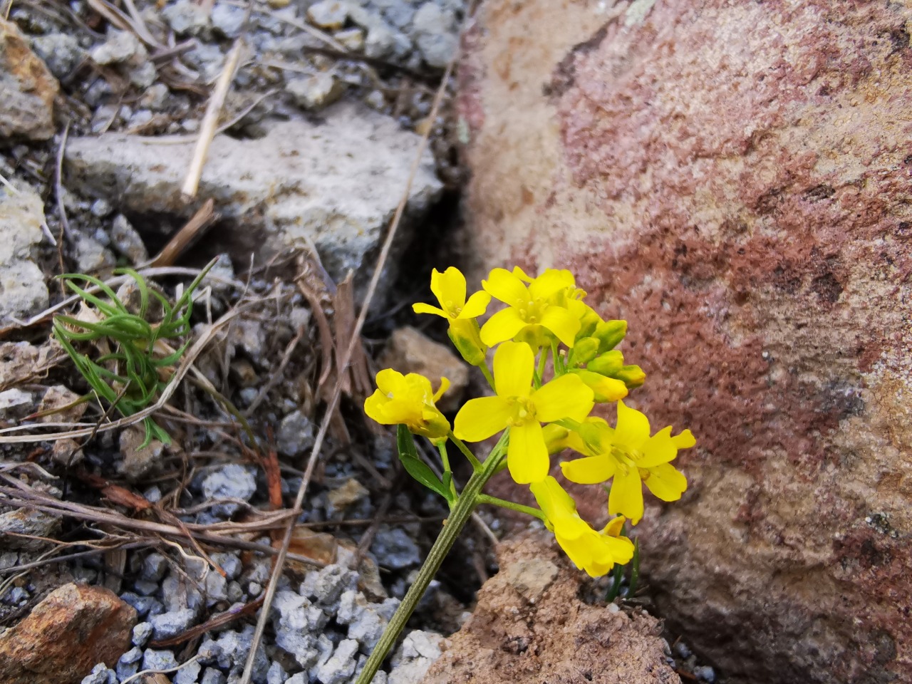 Barbarea brachycarpa