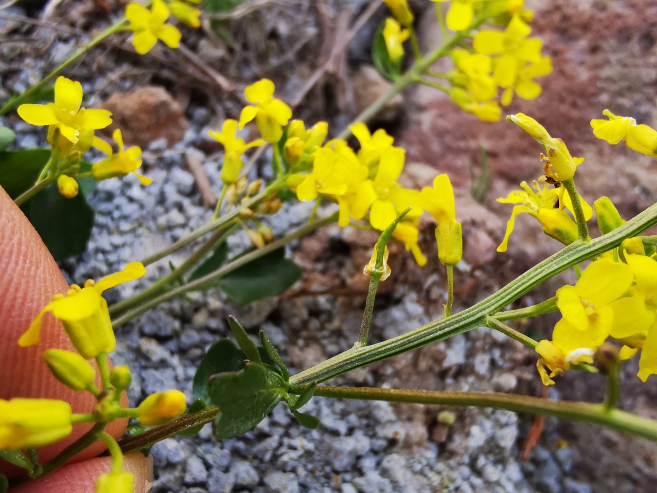 Barbarea brachycarpa