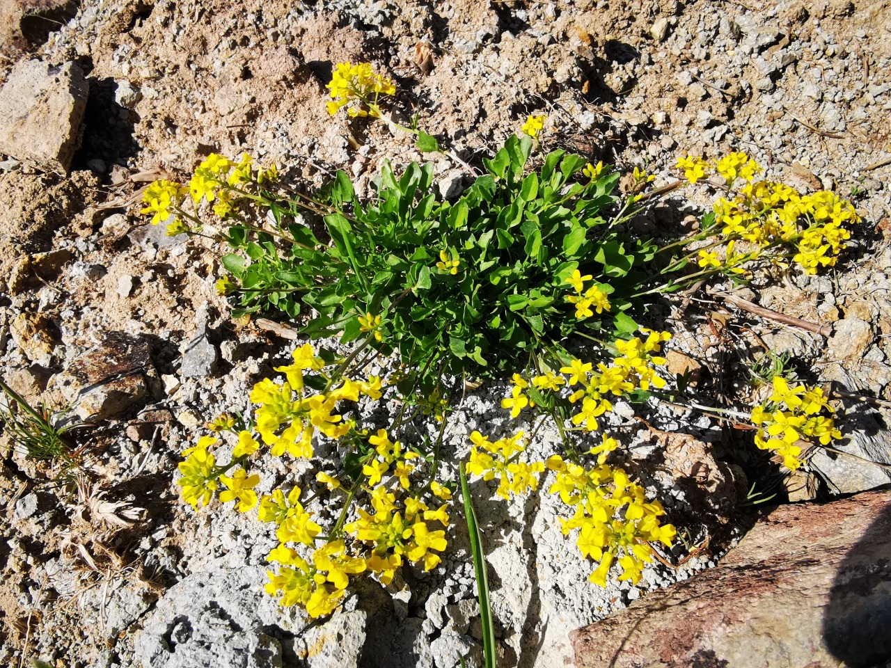 Barbarea brachycarpa