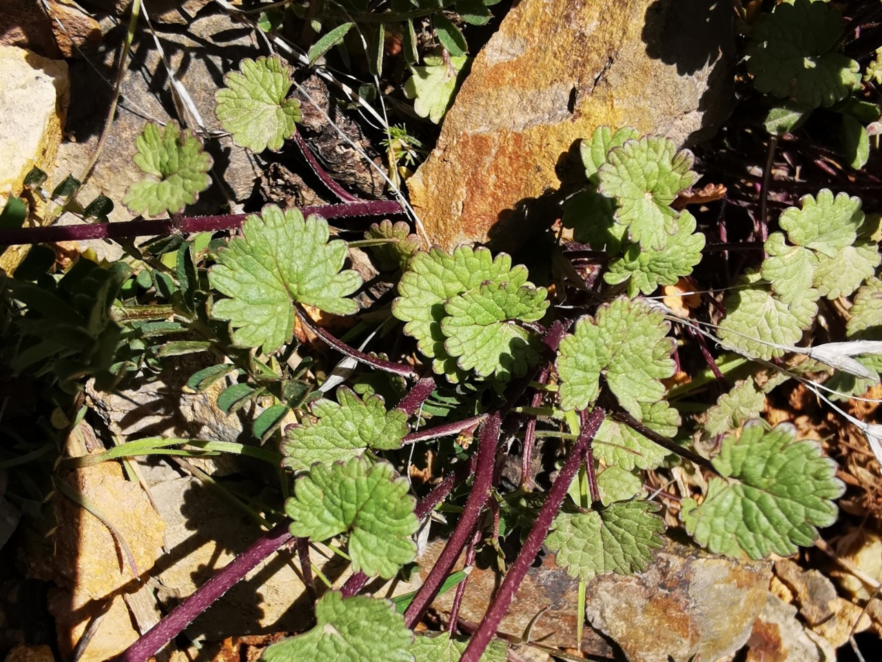 Sobolewskia clavata