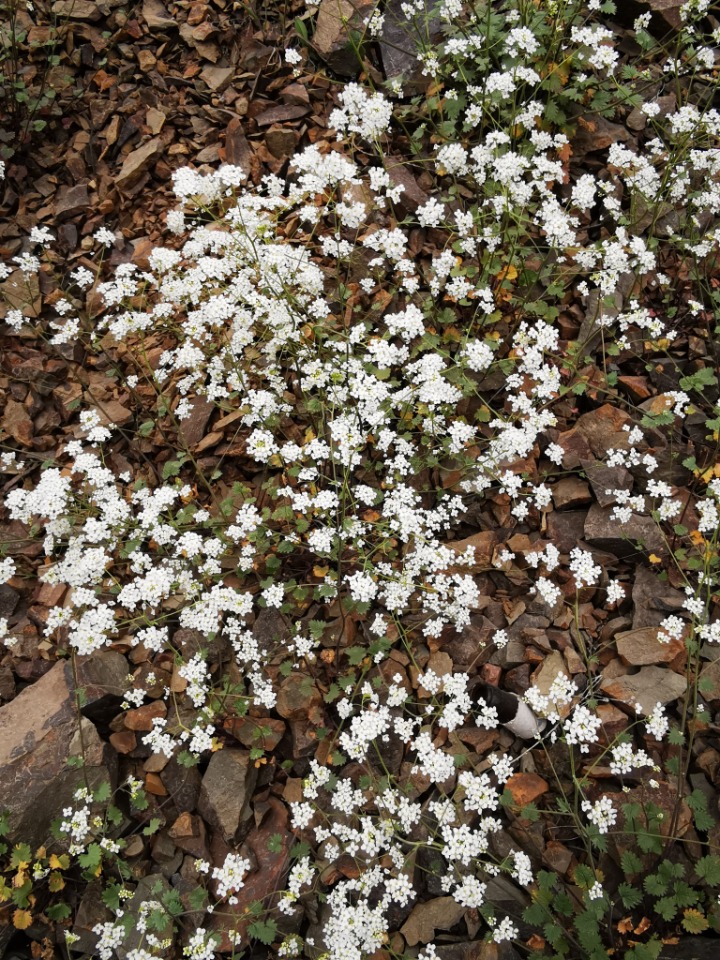 Sobolewskia clavata