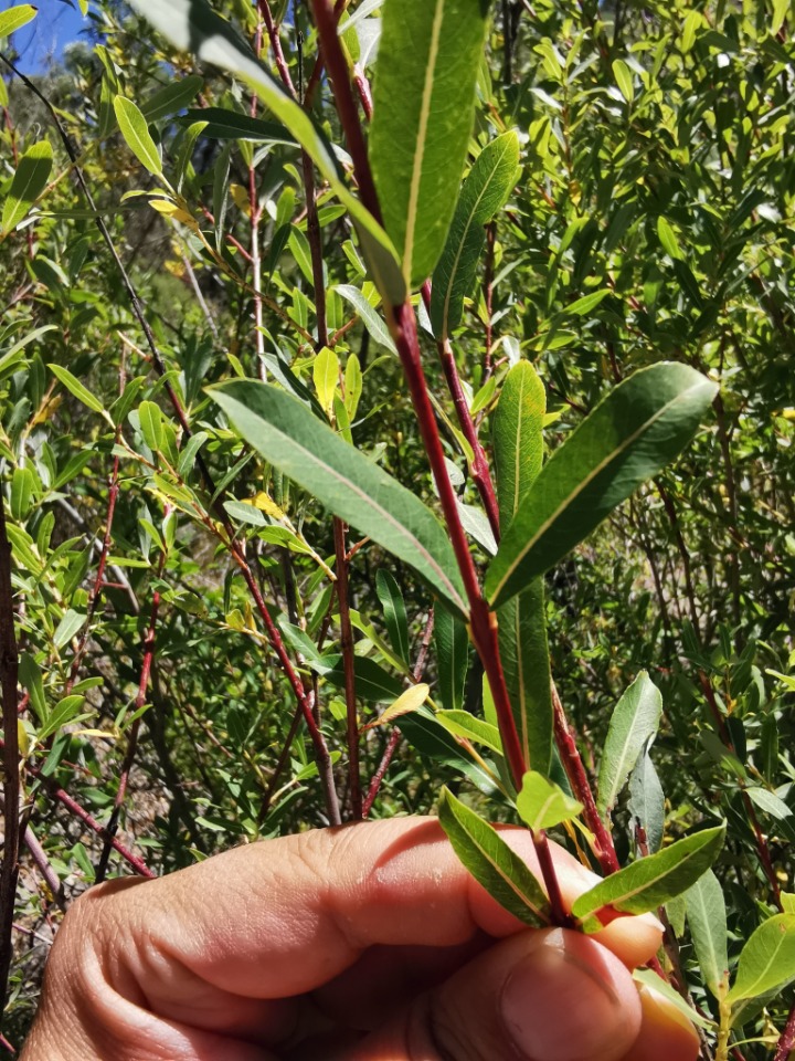 Salix purpurea