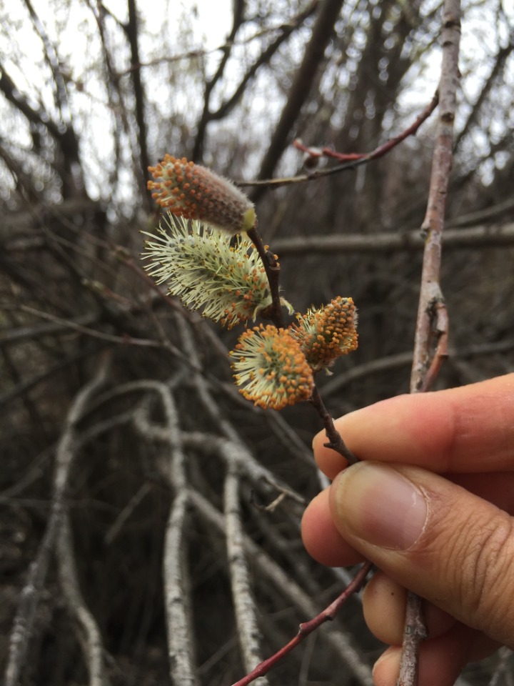 Salix purpurea