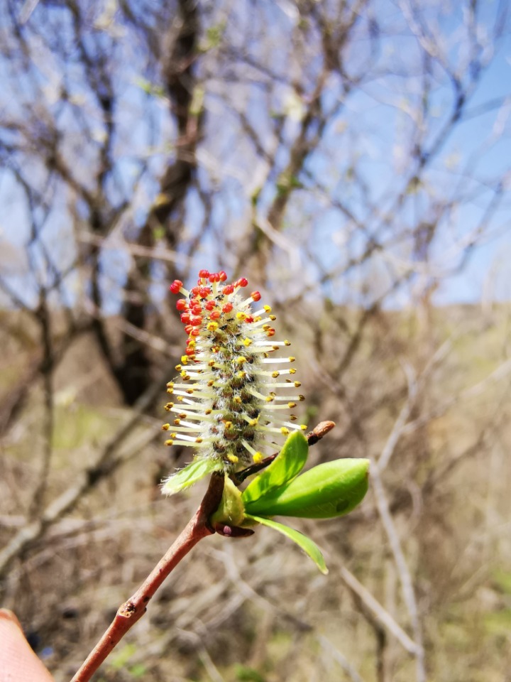 Salix purpurea