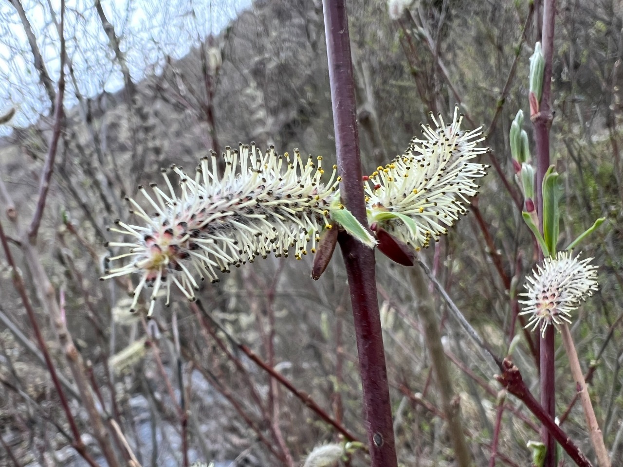 Salix purpurea