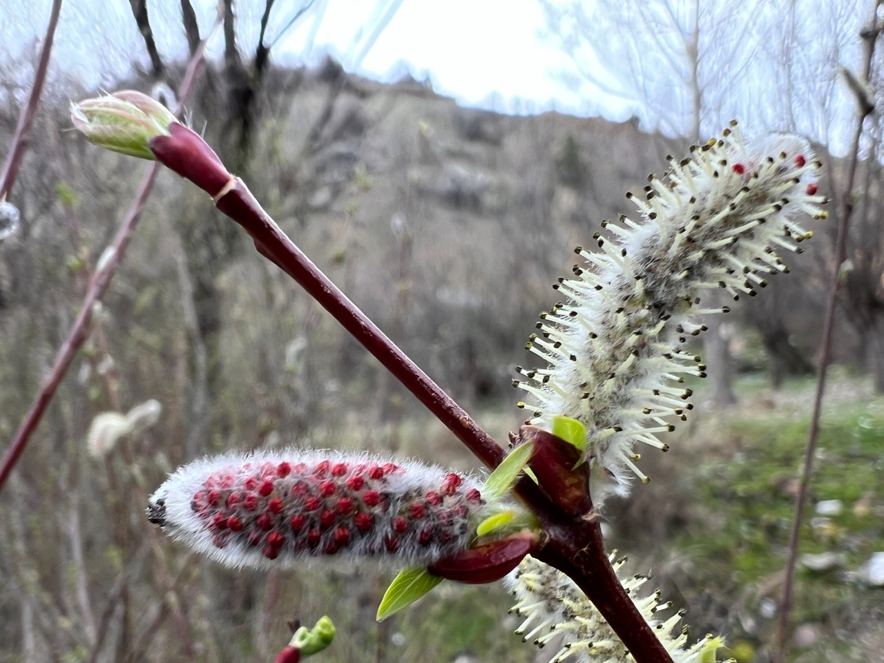 Salix purpurea