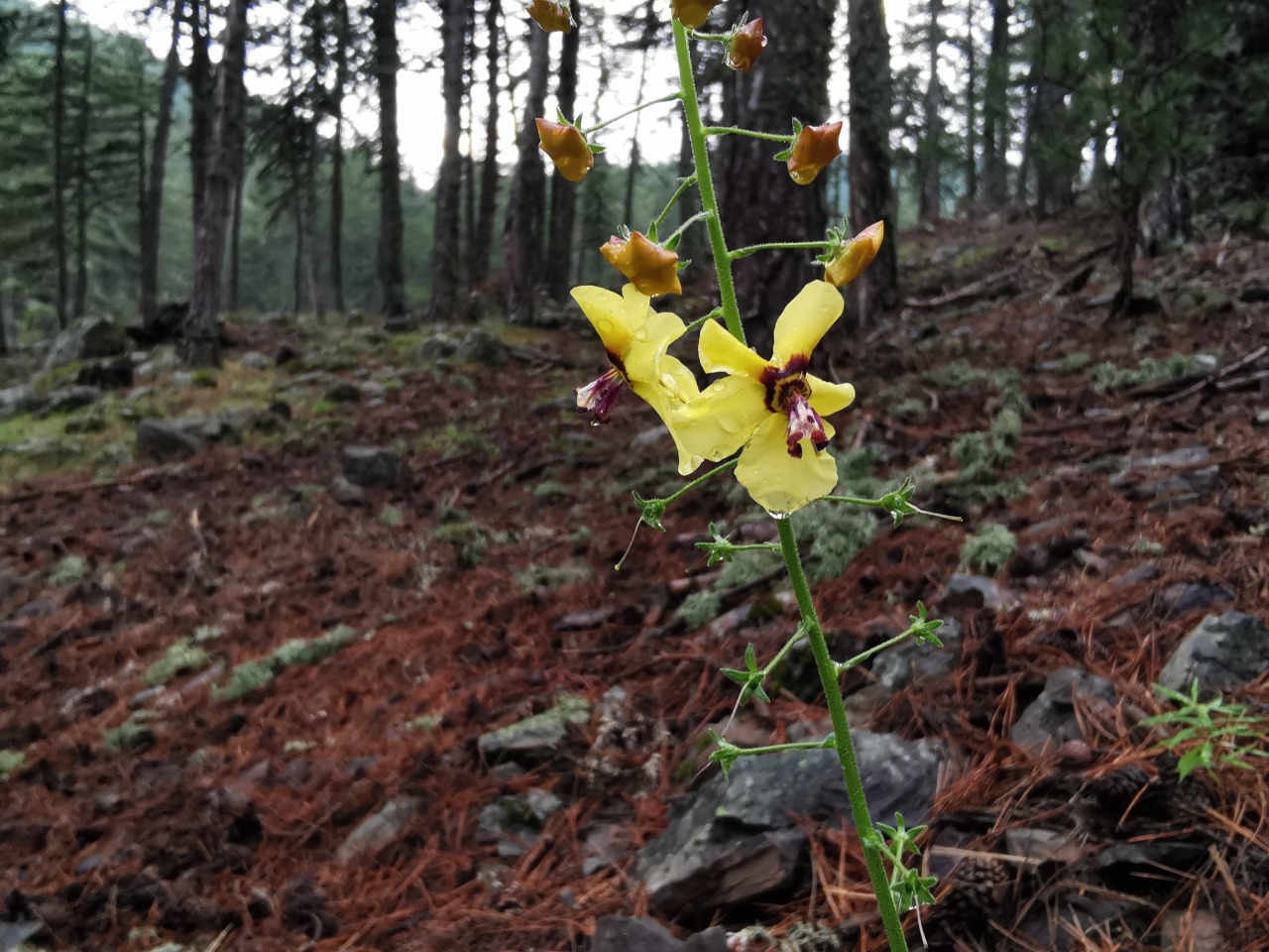 Verbascum xanthophoeniceum