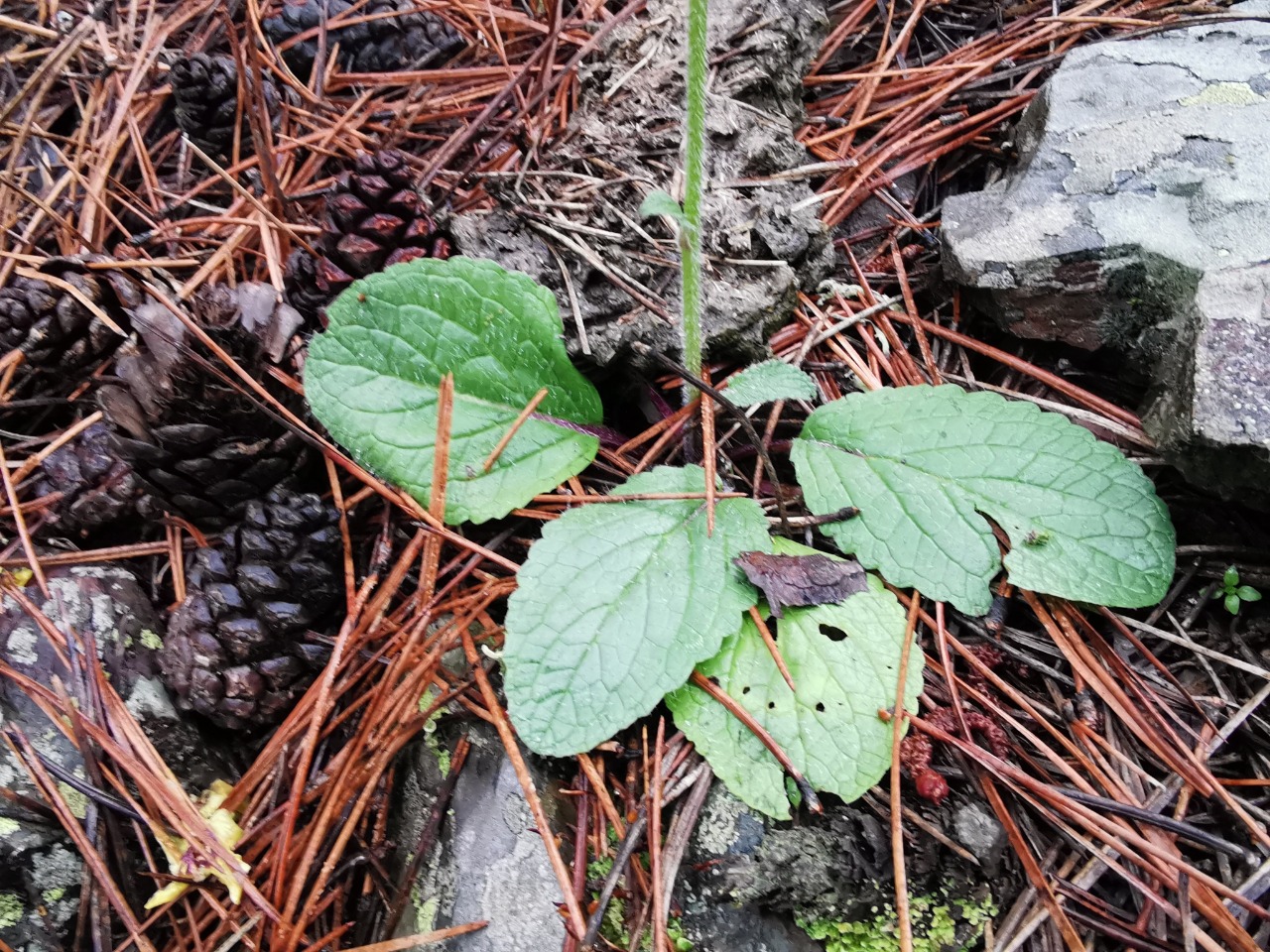 Verbascum xanthophoeniceum