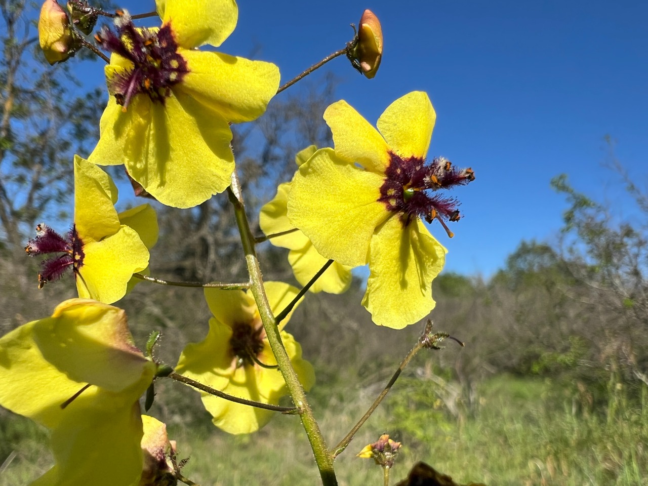Verbascum xanthophoeniceum