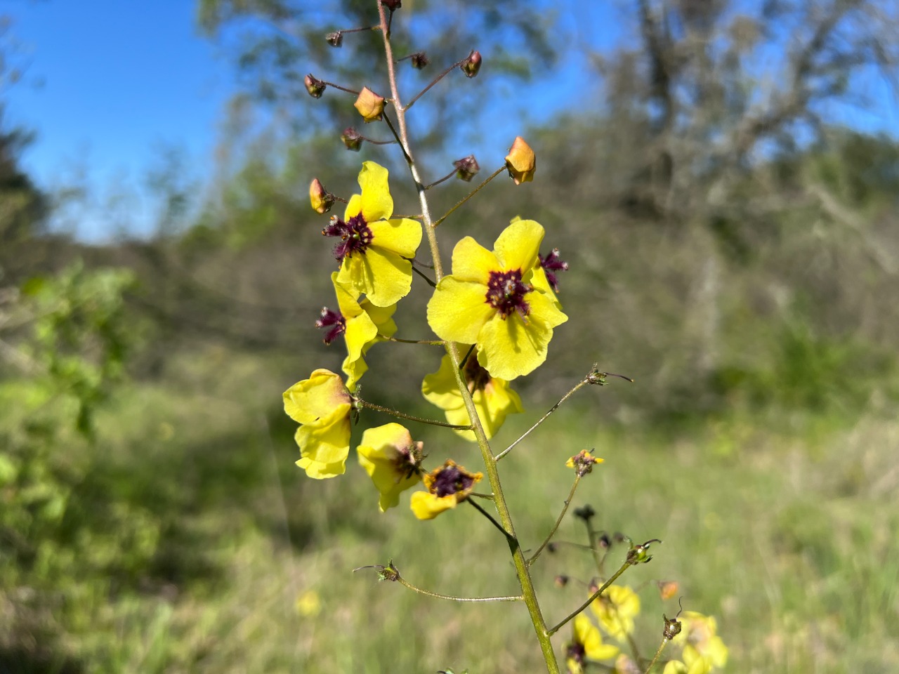 Verbascum xanthophoeniceum