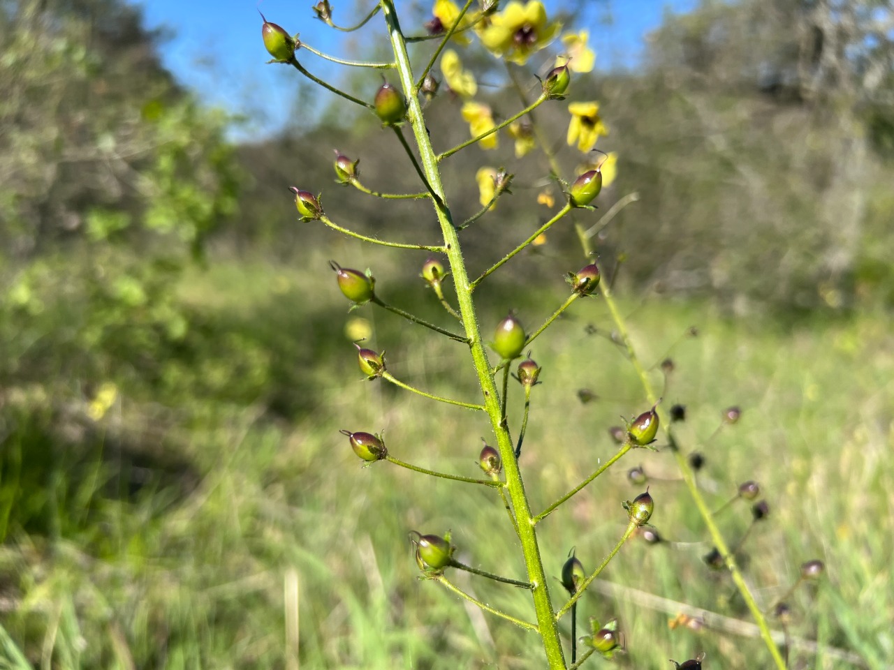 Verbascum xanthophoeniceum