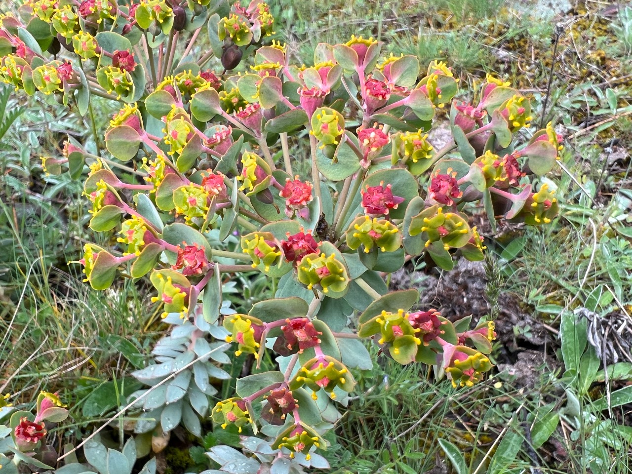 Euphorbia anacampseros