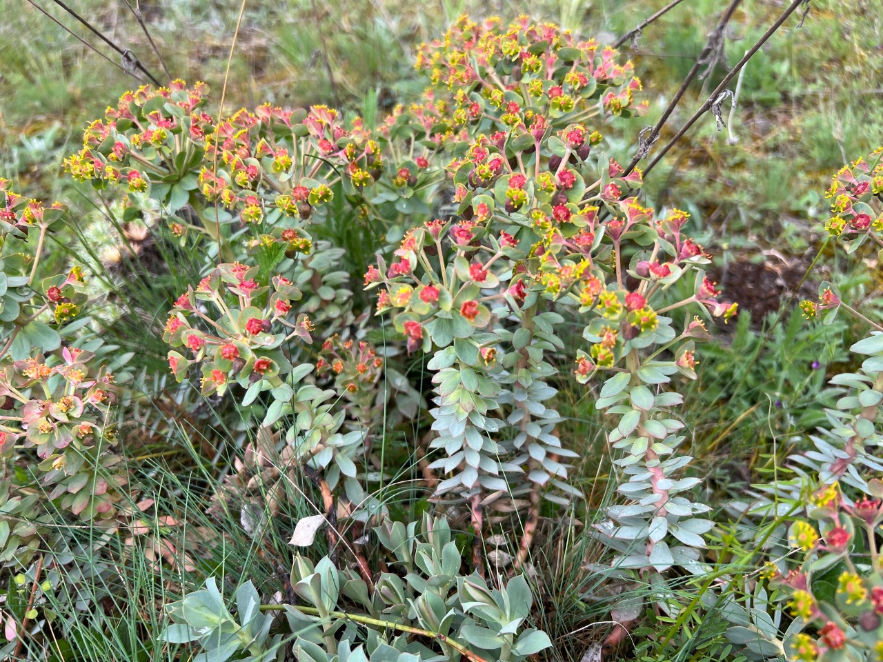 Euphorbia anacampseros