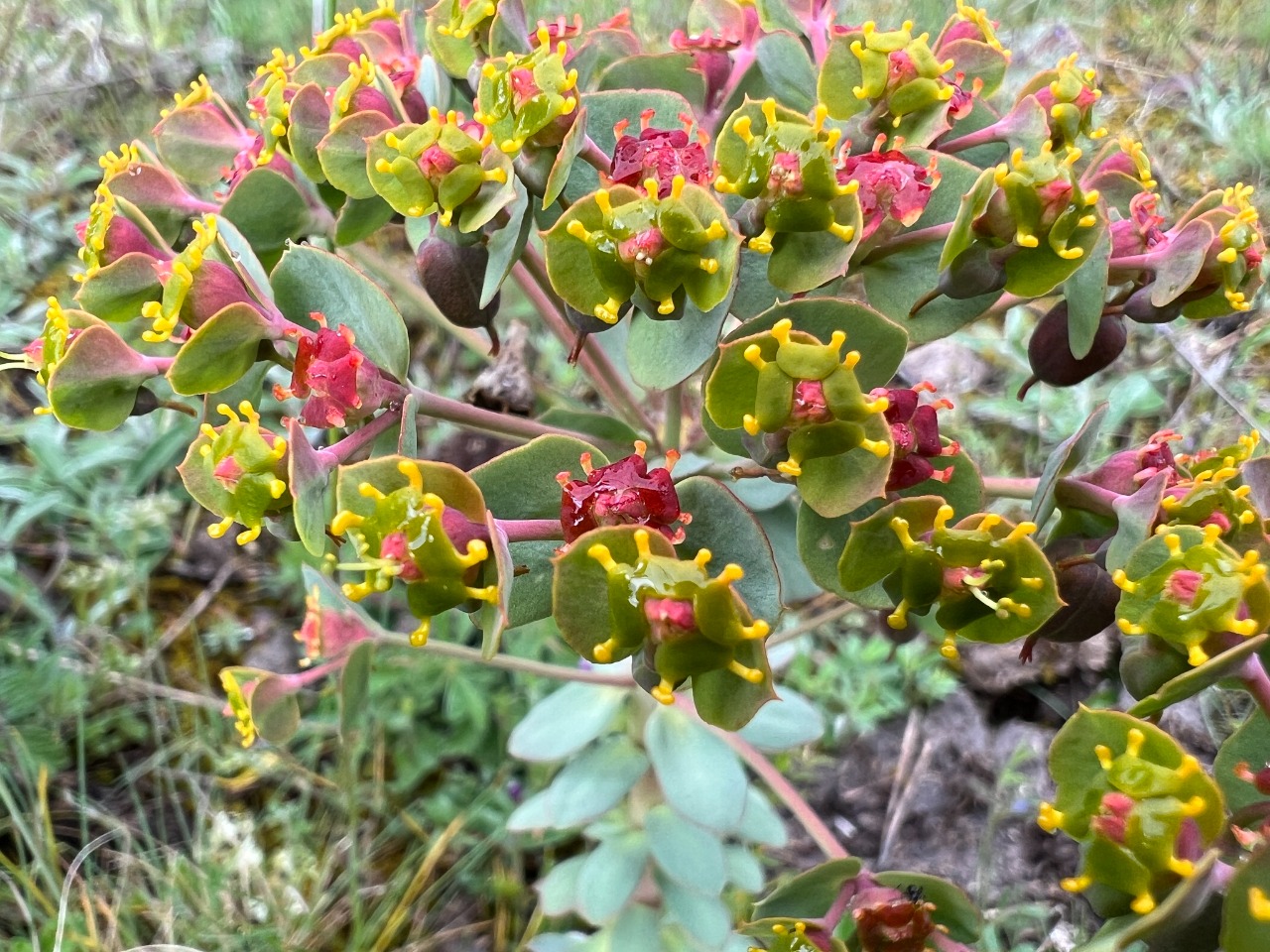 Euphorbia anacampseros