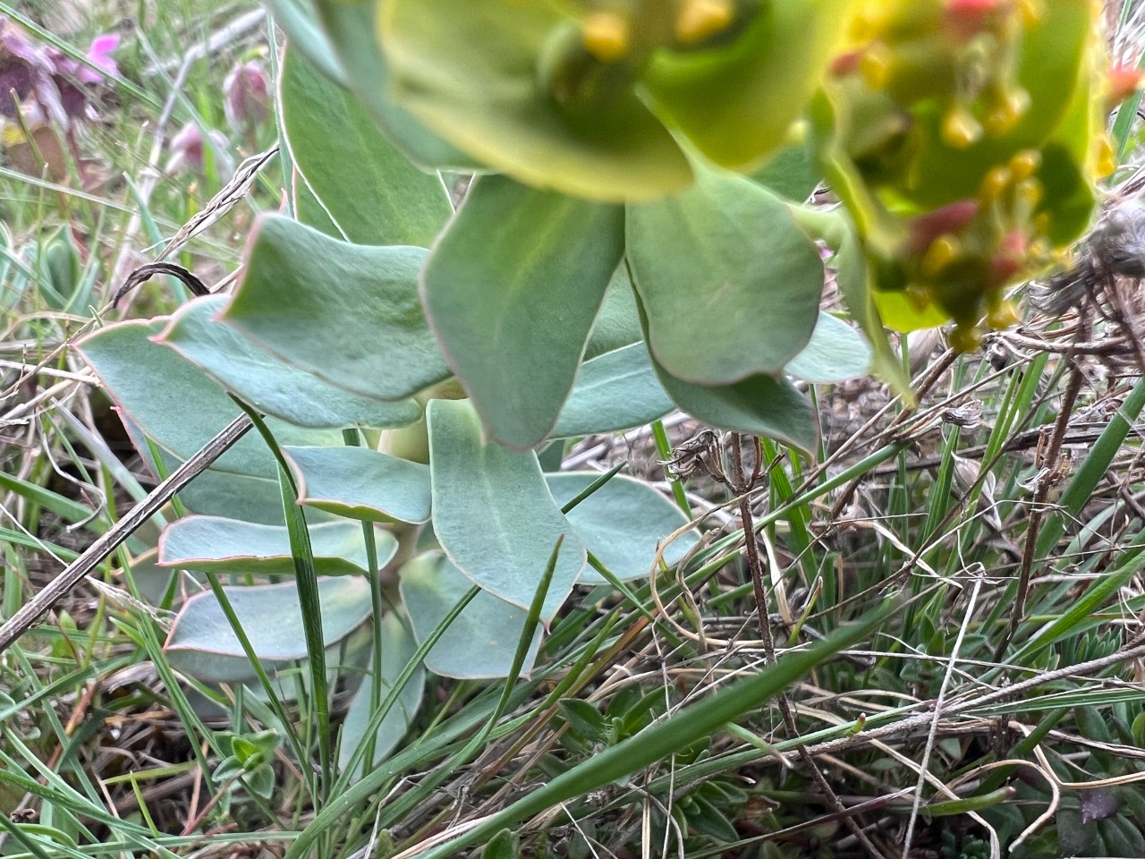 Euphorbia anacampseros