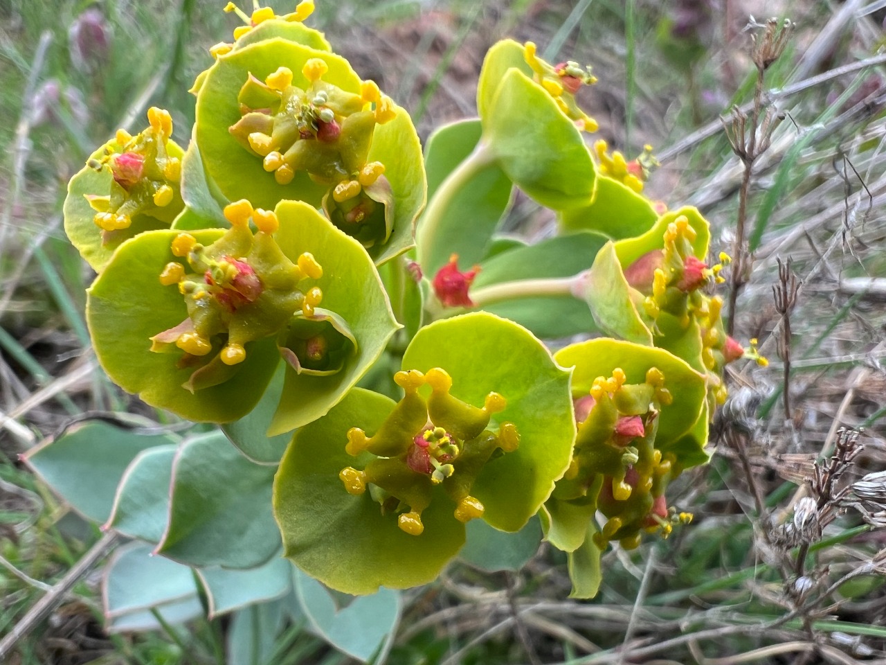 Euphorbia anacampseros