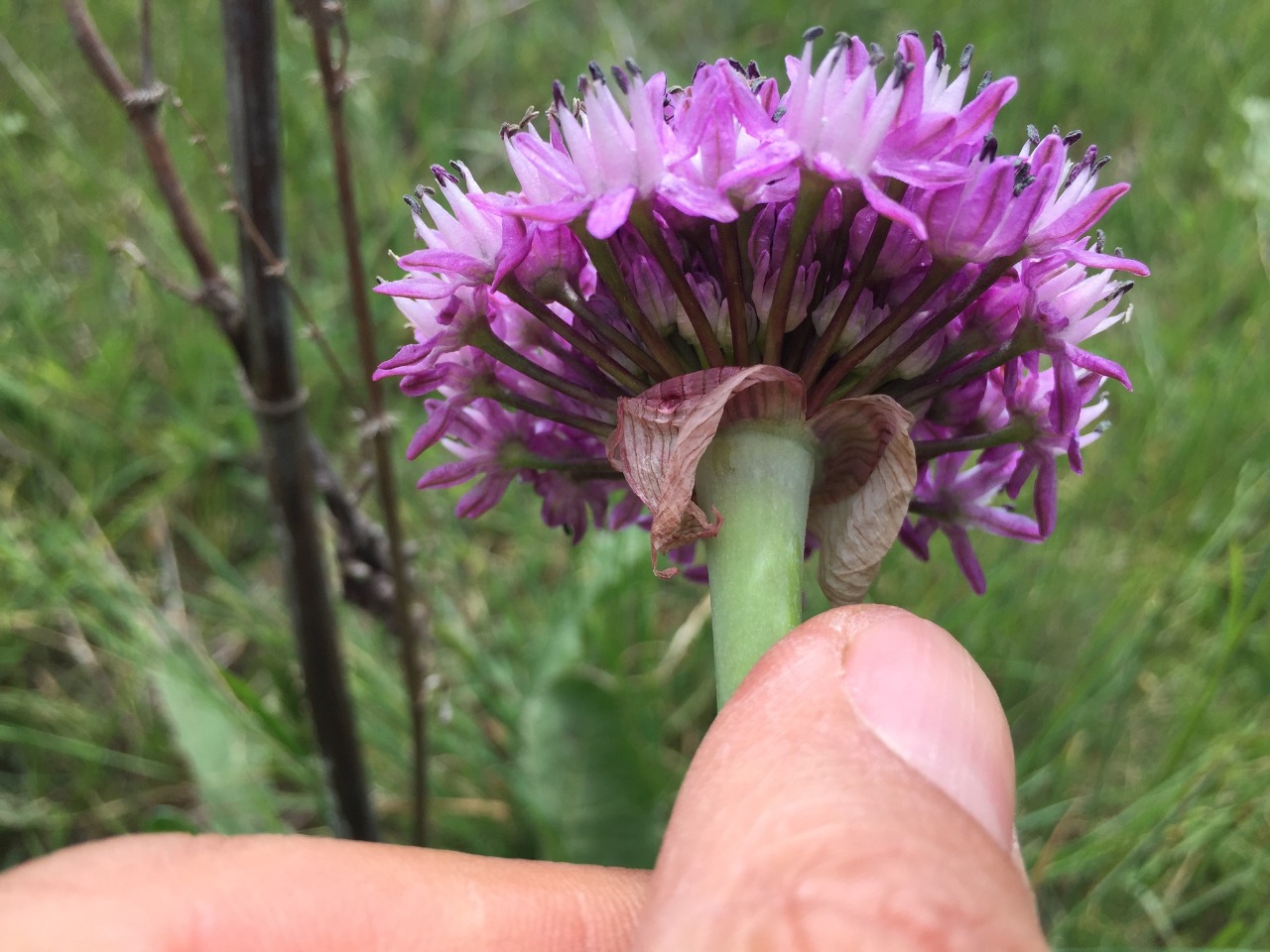 Allium efeae